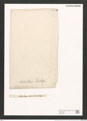 Nitzschia mitchelliana Greenlaef. (de-Toni-Nr.: Genus 47, Species 2051) Zeichnungen Sammlung Grunow (NHMW-BOT-W0371889)